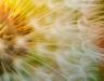 How weedkillers work: your questions answered