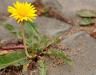 Weeds in paths and patios