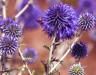 What is a weed? Your questions answered 