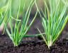 How to use bone meal fertiliser for plants