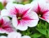 How to grow, look after and care for Petunias