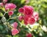Ochrona róż przed chorobami i szkodnikami