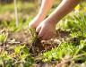 Éliminer les mauvaises herbes de manière durable et naturelle