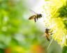 Jak i kiedy wykonywać opryski, aby nie szkodzić pszczołom?