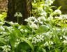 A guide to edible weeds