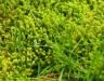 How to get rid of and prevent moss in lawns in 4 easy steps