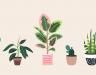 What's your plant personality?