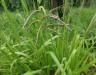How to get rid of paspalum grass in your lawn