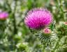 Thistle weed control: how to remove thistles