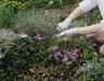 Types of weeds