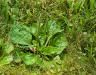 How to get rid of plantain