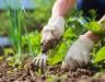 How to control weeds in flower beds and borders