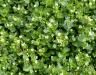 How to get rid of chickweed