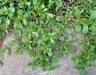 How to remove purslane weed