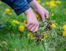 Weeding by hand