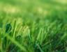 Complete guide to lawn feeding