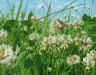 How to get rid of clover in the lawn