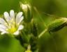 Annual weeds