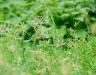 How to get rid of nutgrass