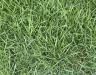 How to get rid of couch grass