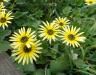 How to get rid of capeweed