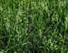 How to get rid of winter grass weed