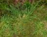 How to get rid of crabgrass in your lawn