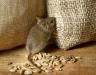Comment se débarrasser des souris ?