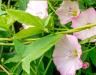 How to Get Rid of Bindweed