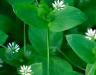 Chickweed