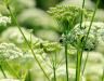 Getting Rid of Ground Elder