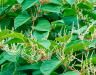 Japanese knotweed