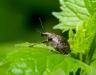 Vine weevils