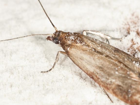 Schadlinge Im Haus Liebe Deinen Garten