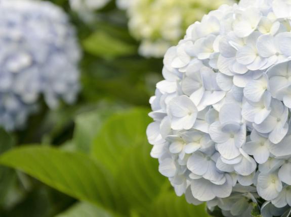 Hortensien schneiden & pflegen