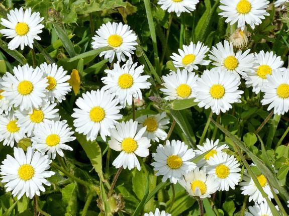 Controlling and preventing lawn weeds