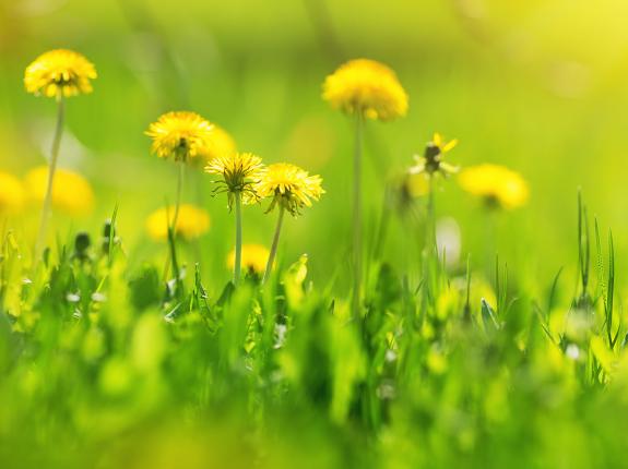 Killing common garden weeds