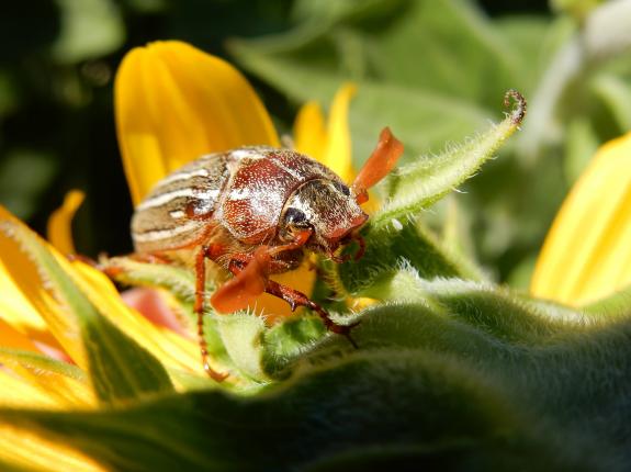 Rainfarn Wirkt Als Biologischer Pflanzenschutz Pflanzen Garten Pflanzen Pflanzenschutz