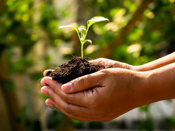 Planting Fruit and Citrus | Love The Garden