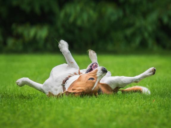 First cut and feed | David Domoney | Miracle-Gro