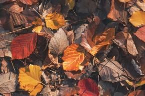 Jardiner en septembre