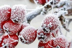 Gardening in January