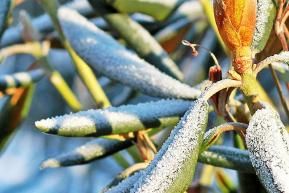 Gardening in February