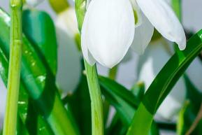 Gardening in March