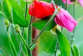 Gardening in June