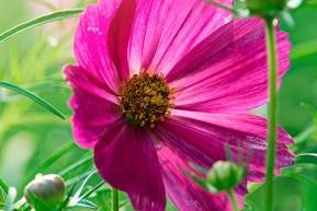 Gardening in July