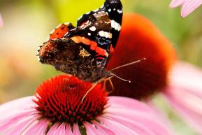 Gardening in August