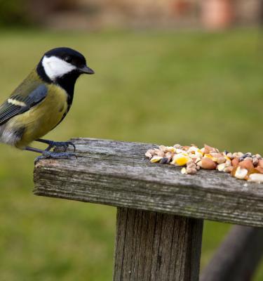 A Guide to Garden Wildlife