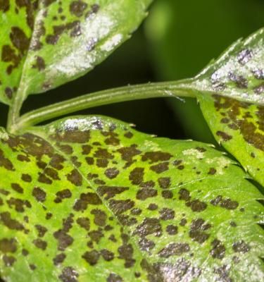 Plant Disease Prevention and Control 