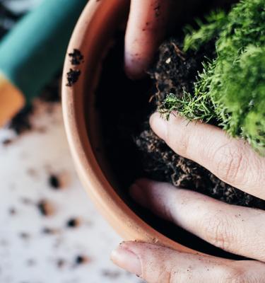 planter et nourrir